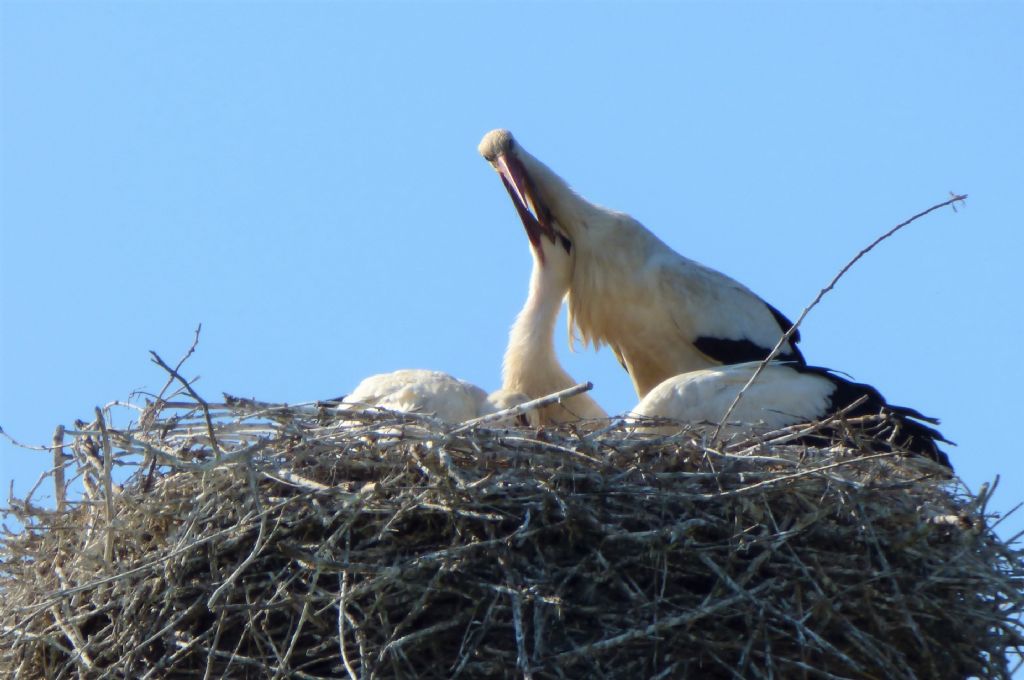 Cicogne Bianche - Nido